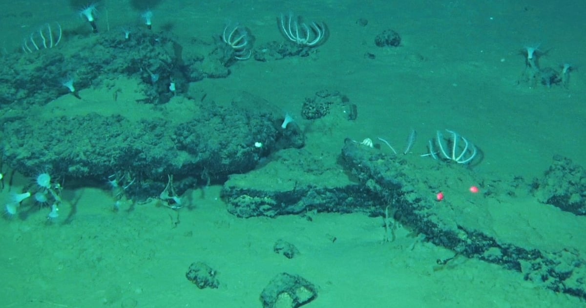 Des scientifiques ont trouvé un cimetière de baleines qui déborde de vie