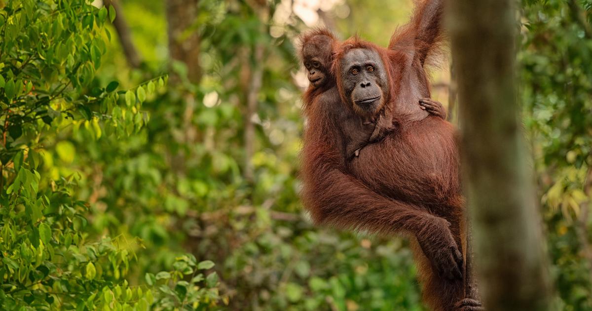 Inondations en Indonésie : des chercheurs inquiets pour des orangs-outans  déjà menacés