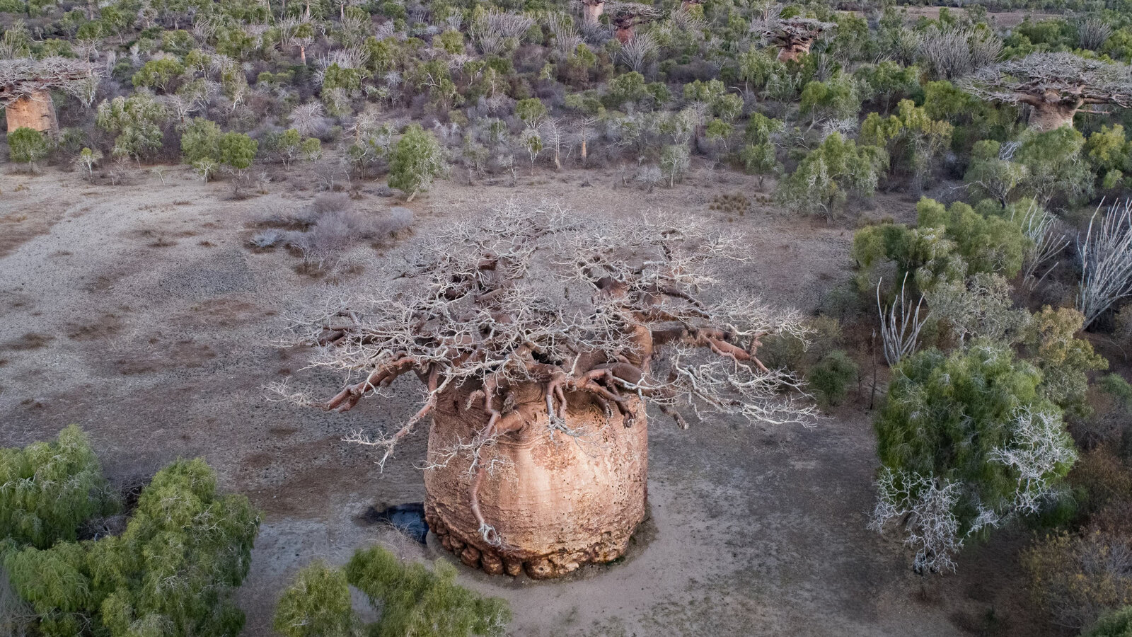 One of Madagascar's Oldest Sacred Trees Is Slowly Dying - The New York Times
