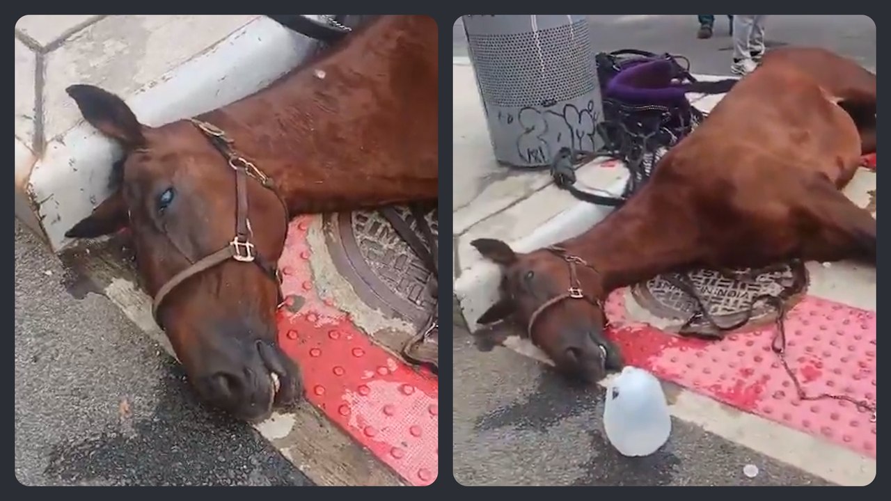 New York : un cheval de calèche s'effondre et meurt - Vidéo Dailymotion