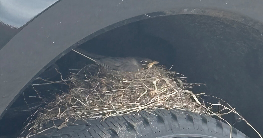 A Ford Truck, Home to Newborn Robins, Is Stuck at a Kansas Car Dealer - The  New York Times