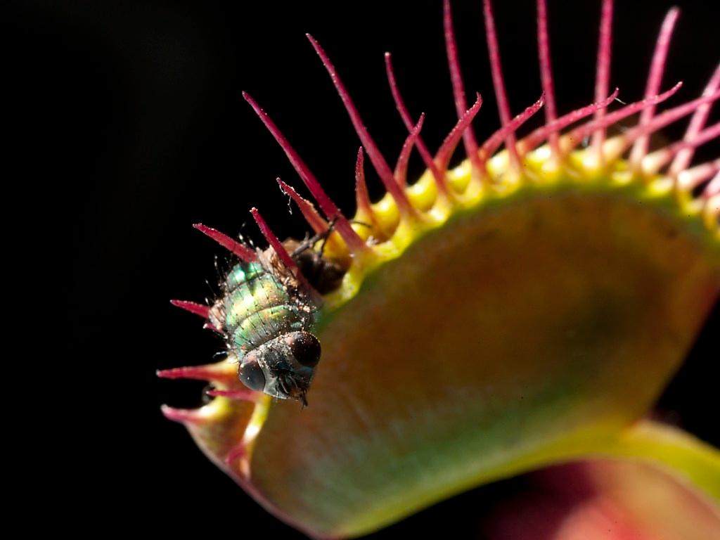Le mécanisme de la dionée attrape-mouche mieux compris - SWI swissinfo.ch