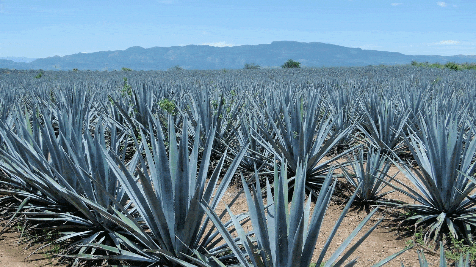 L'agave bleu, le joyau mexicain le plus précieux | Spirits Hunters