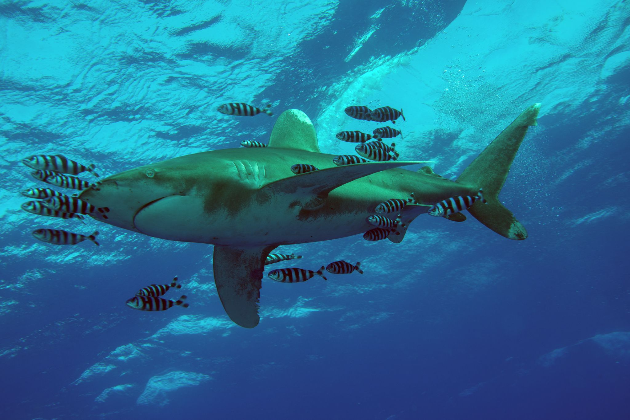 Requin blanc en Méditerranée : une rencontre inédite et… rassurante