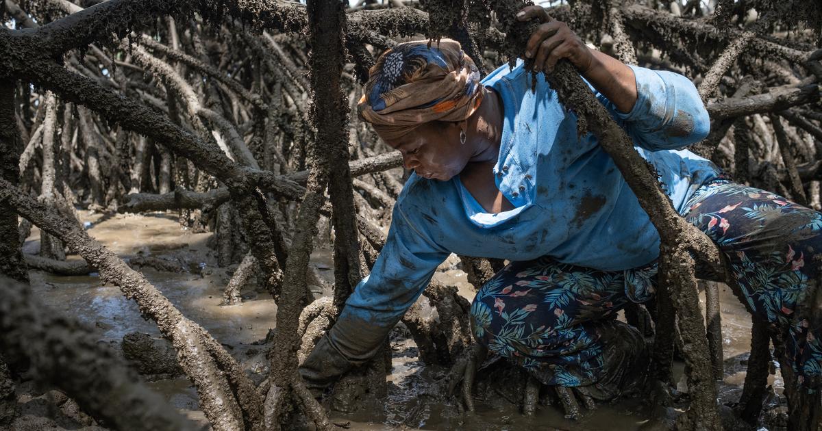 En Colombie, avec les piangüeras, pêcheuses de coques au cœur de la mangrove