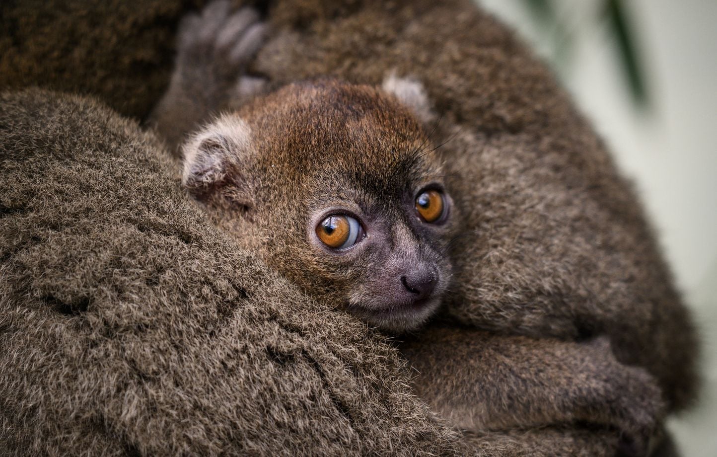 Besançon : Naissance rarissime d'un lémurien bambou, une espèce en danger  critique d'extinction