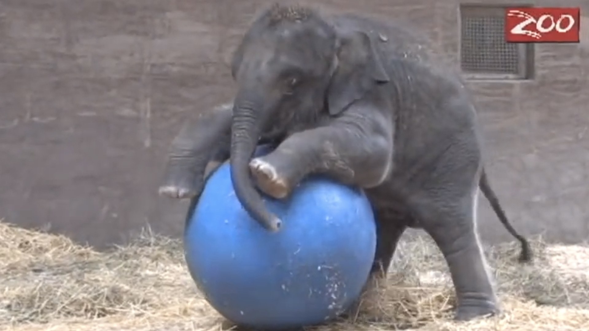 Ce bébé éléphant s'amuse comme un fou avec son ballon. Il va vous attendrir  - Vidéo Dailymotion