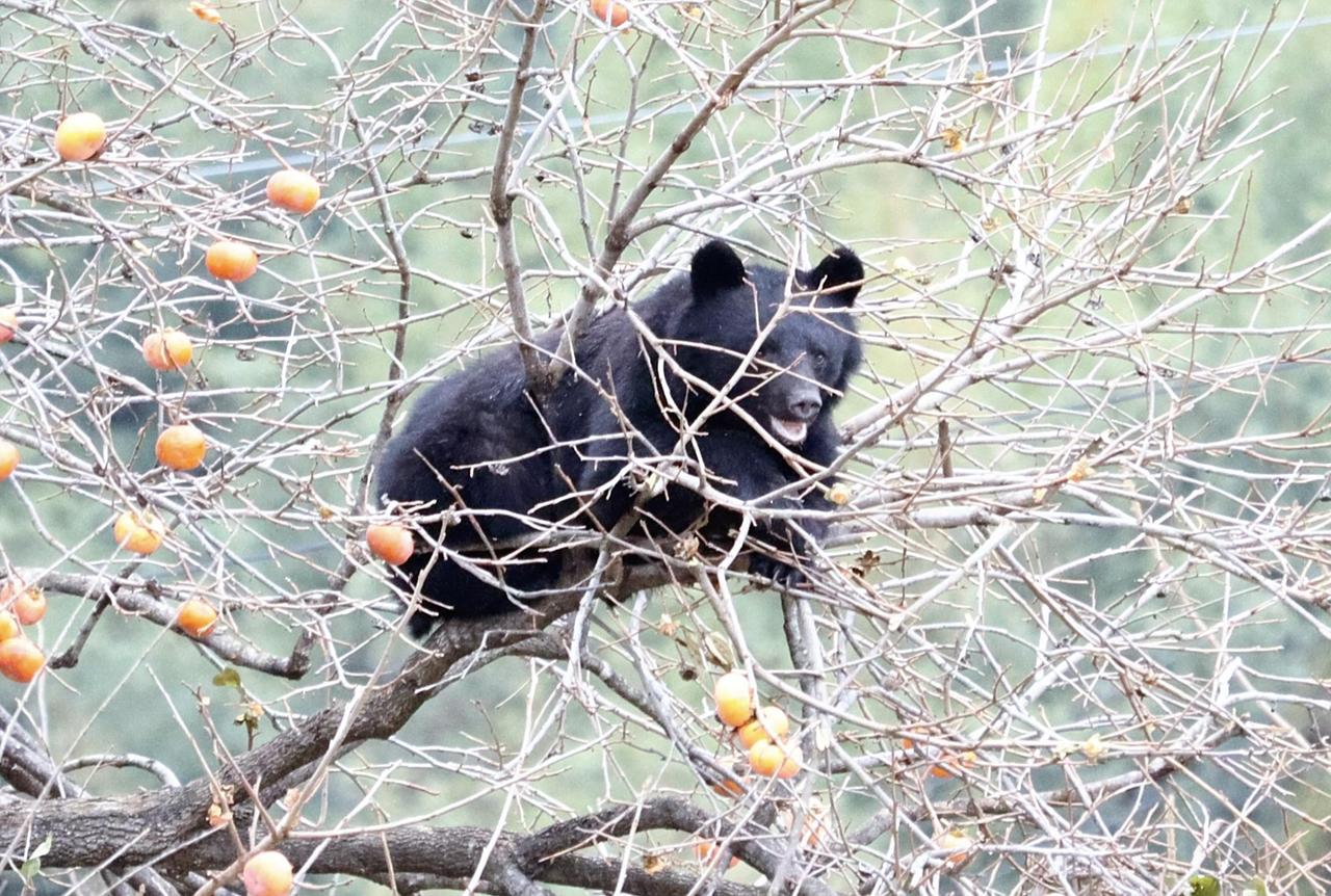 Après la capture d'un ours en ville, le Japon de nouveau en état d'alerte