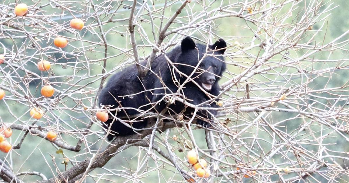 Après la capture d'un ours en ville, le Japon de nouveau en état d'alerte