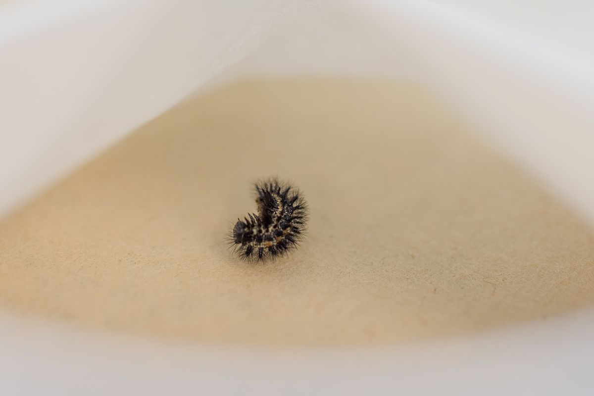 A very lonely caterpillar, possibly the last of its kind, has died