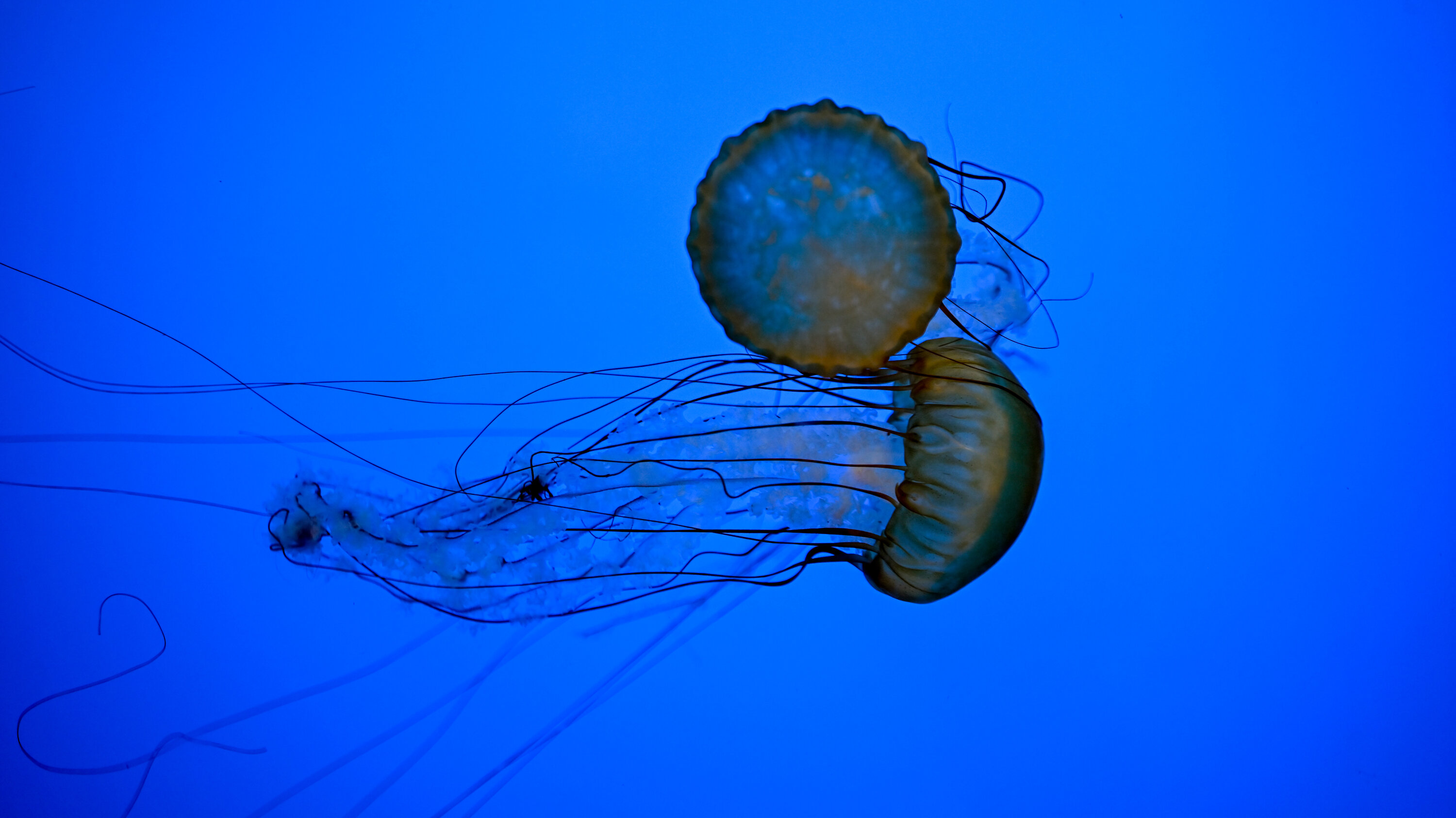 How to Stay Safe Around Jellyfish This Beach Season - The New York Times