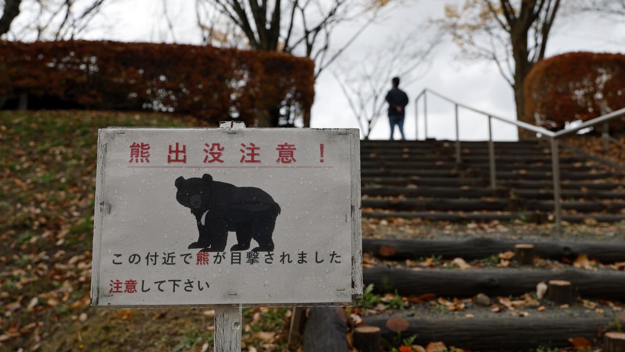 Le déclin démographique du Japon profite aux ours sauvages, qui envahissent  les villes | RTS