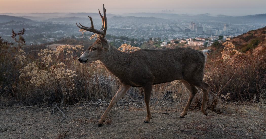 When Humans Went Away, the Wildlife Strayed - The New York Times