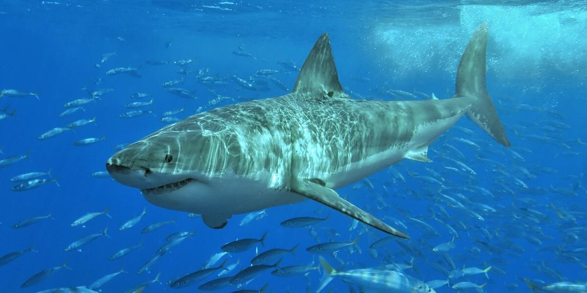 Un plongeur tué, attaqué par un requin de 4,5 mètres en Australie