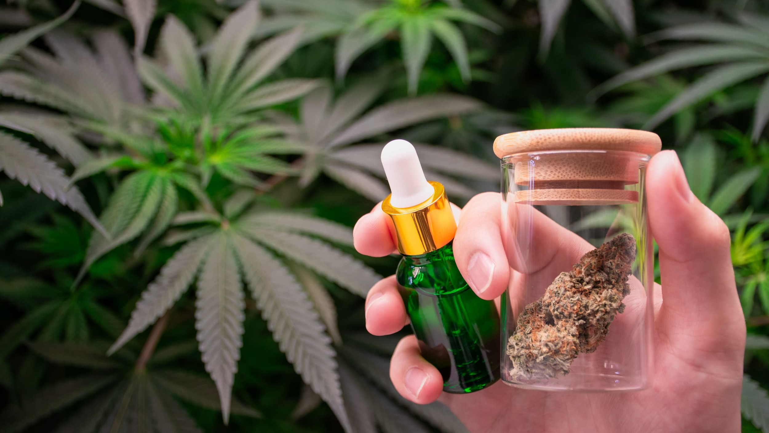 Alerte danger sur le CBD : de plus en plus de cas d'intoxications - mesinfos