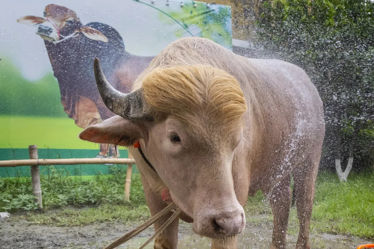 Le buffle albinos, "sosie" de Donald Trump, échappe au sacrifice de l'Aïd  et sera bientôt envoyé au zoo national du Bangladesh - Yahoo Actualités  France