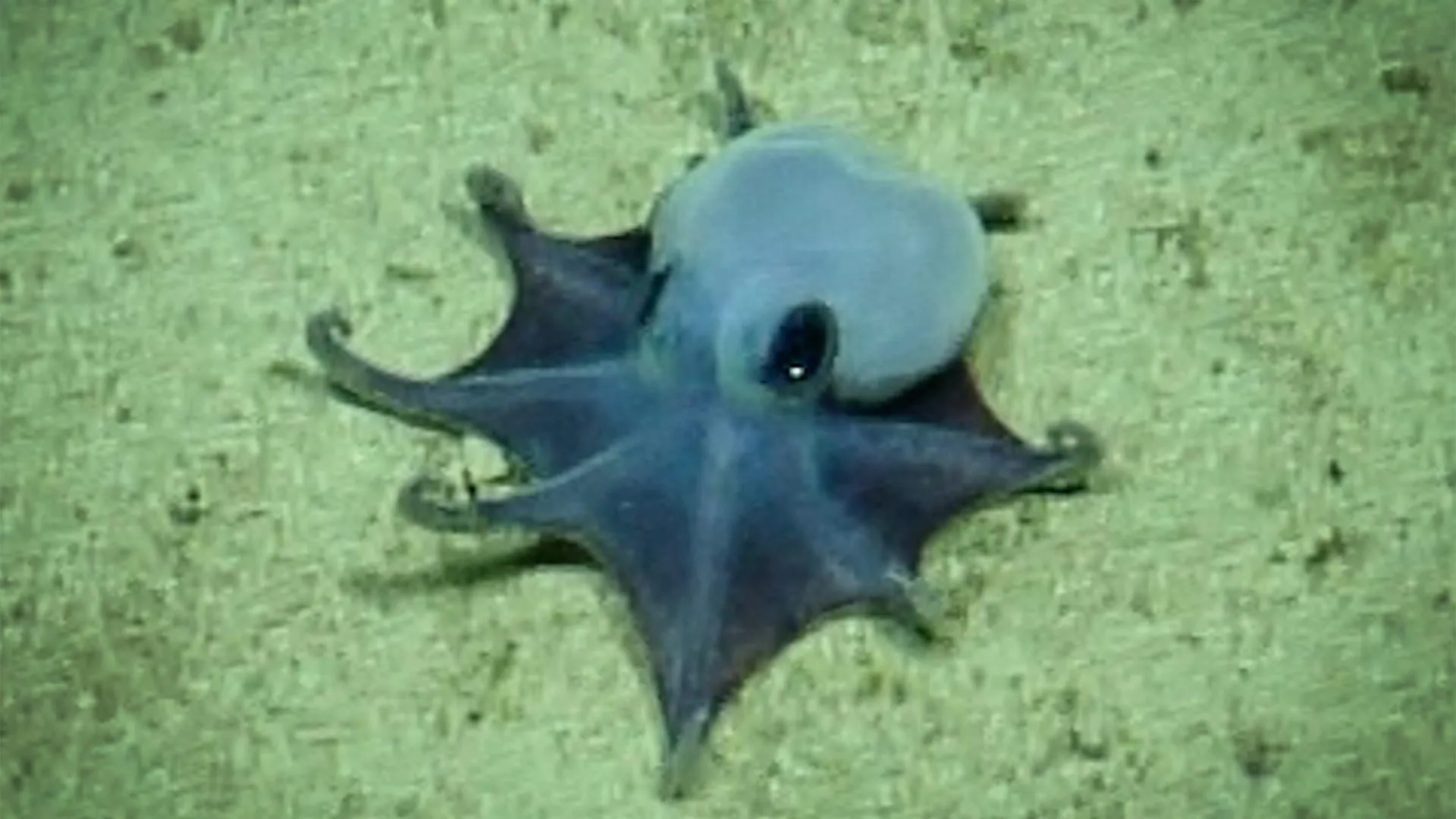 Adorable tiny blue octopus found nearly 6,000 feet beneath the Galápagos |  ScienceDaily