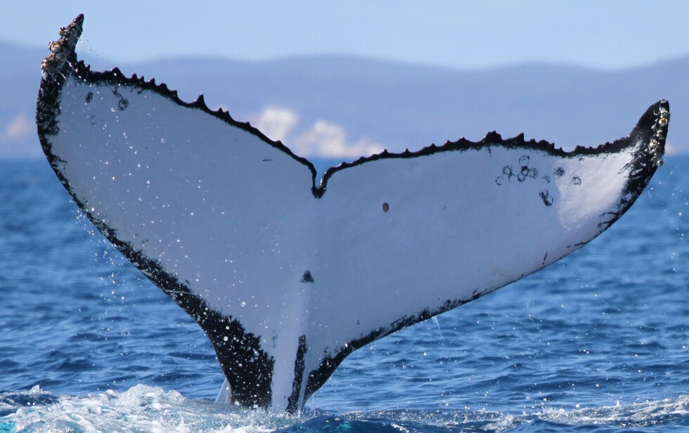 Humpback whales travel a record 9,000 miles between Australia and Brazil |  AP News