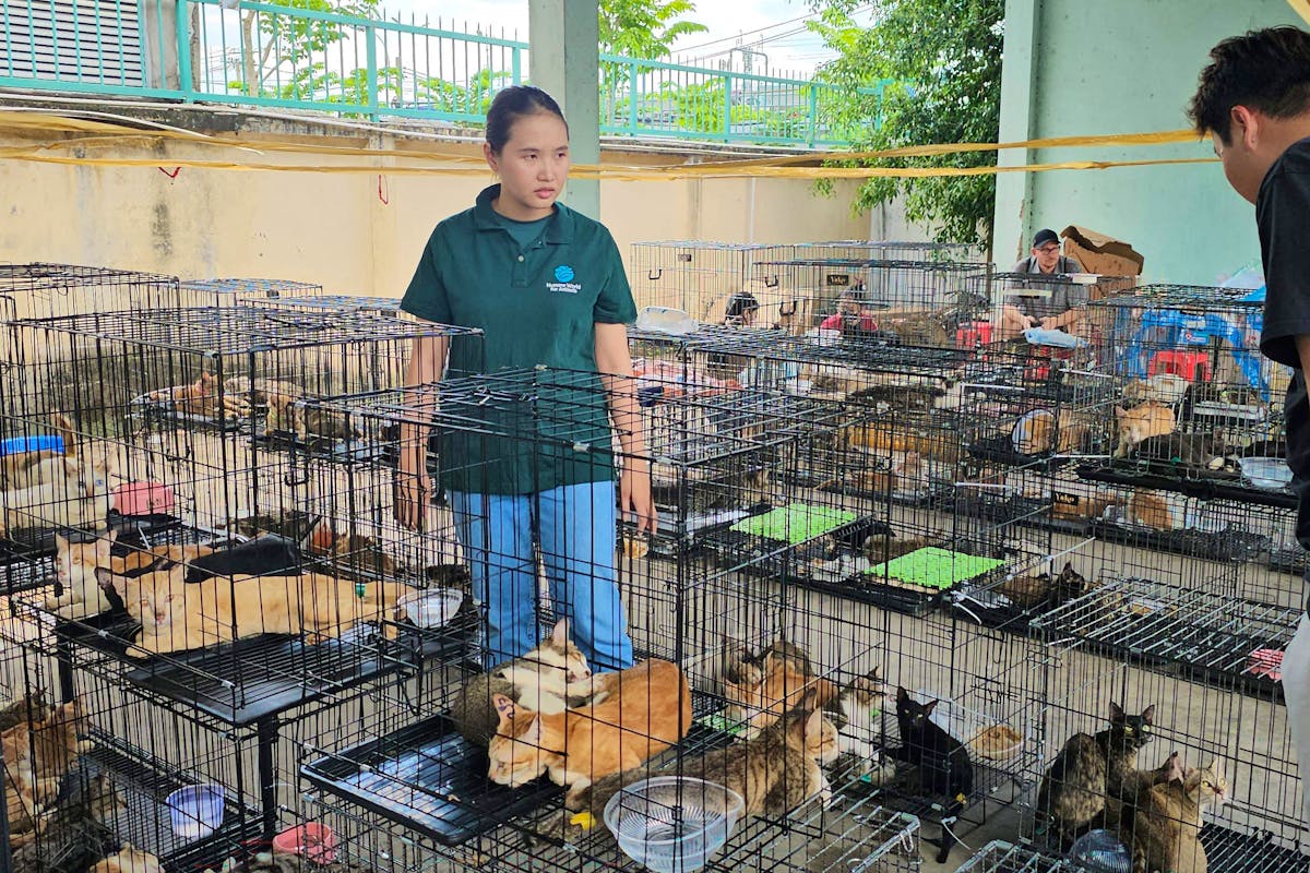 Vietnam : leurs chats ont été volés pour être transformés en viande - 20  minutes