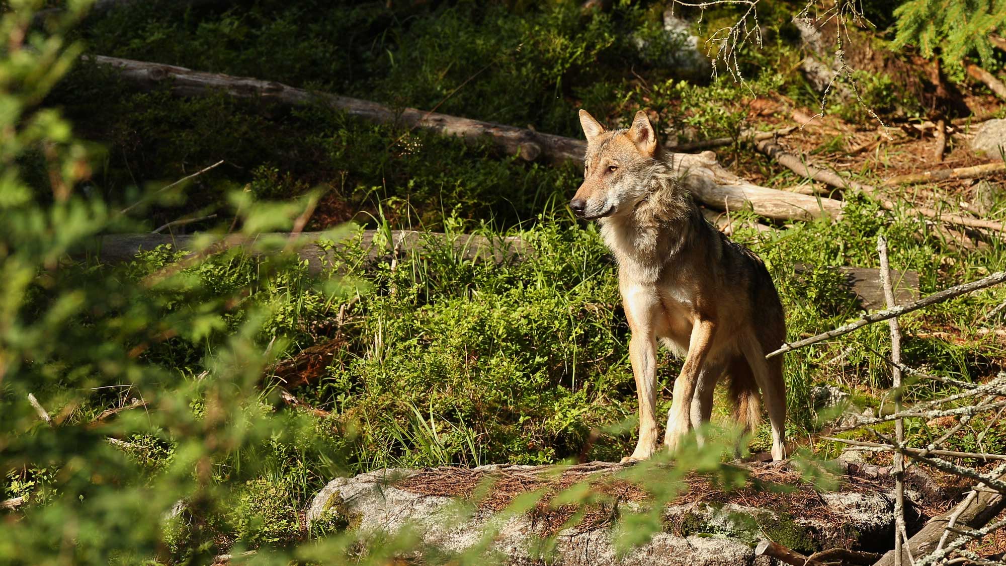 L'ASPAS défend les loups contre le projet de loi d'urgence agricole ! •  ASPAS