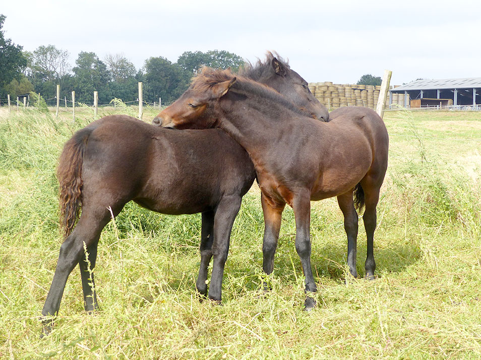 La Vallée des Frênes, royaume samarien du poney Dartmoor | Action agricole  Picarde