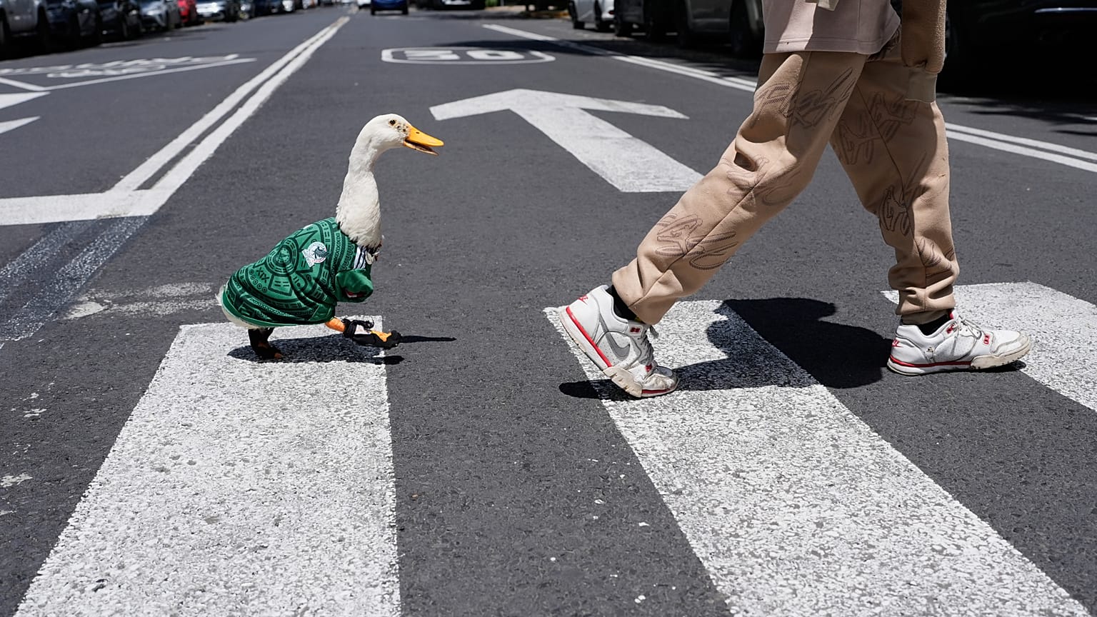 Vidéo. Merlin, le canard devenu mascotte virale du Mondial | Euronews
