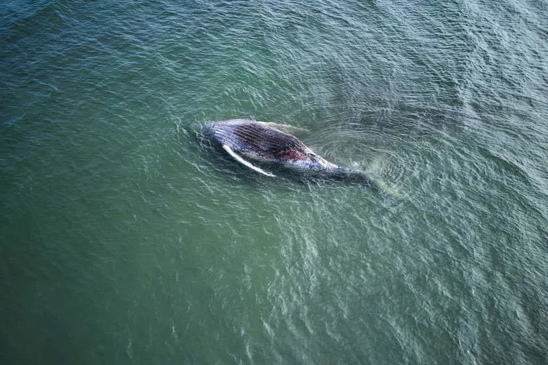 Dead whale 'Timmy' to be moved off Danish tourist beach
