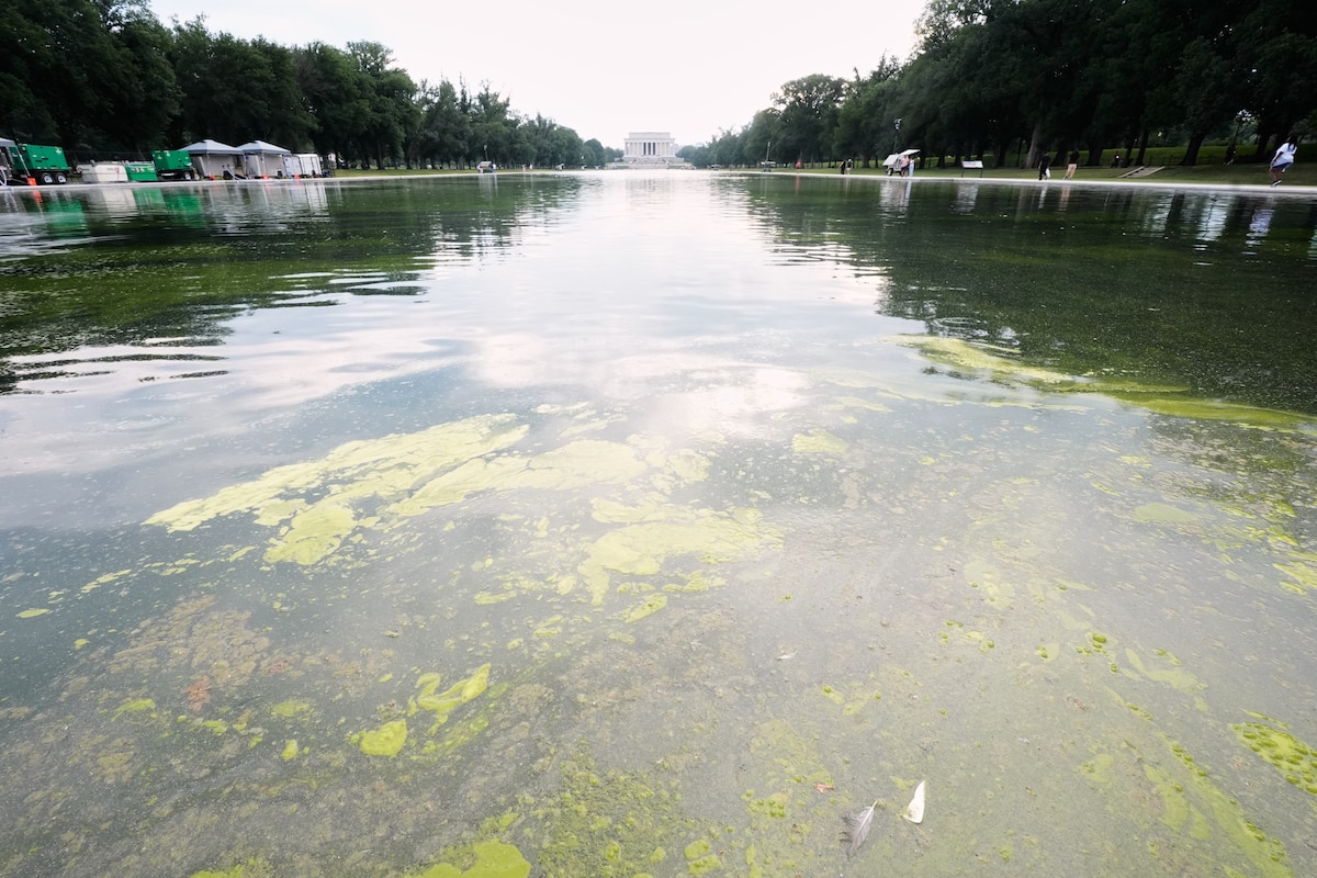 La polémique enfle au Lincoln Memorial : le miroir d'eau vire au vert une  semaine après sa rénovation par Donald Trump (PHOTOS) - La Libre