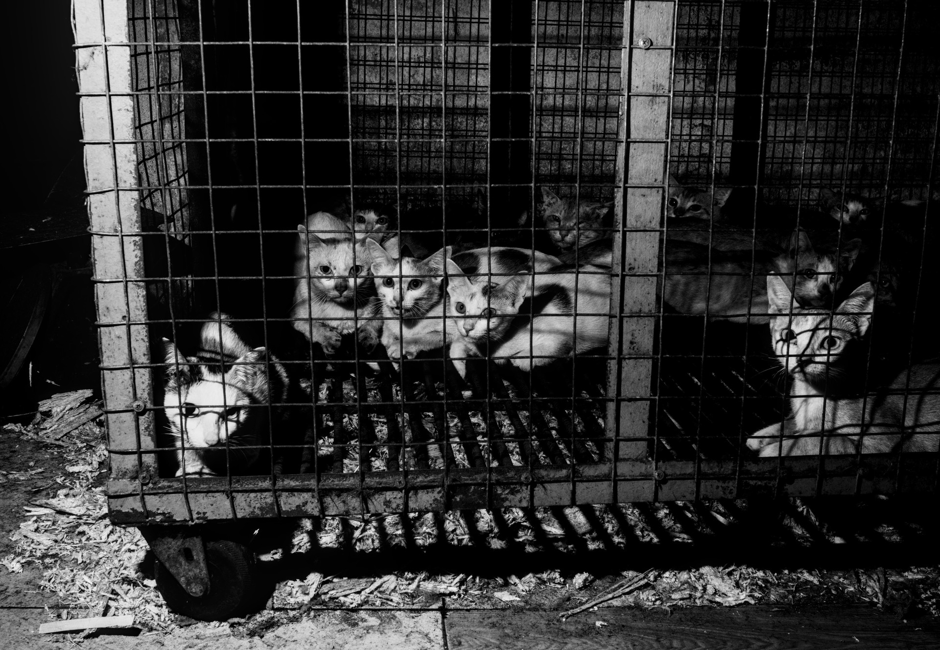 Ils volent nos animaux de compagnie»: révélation des horreurs du trafic  brutal de viande de chien et de chat au Vietnam - QUATRE PATTES - Fondation  pour la protection des animaux