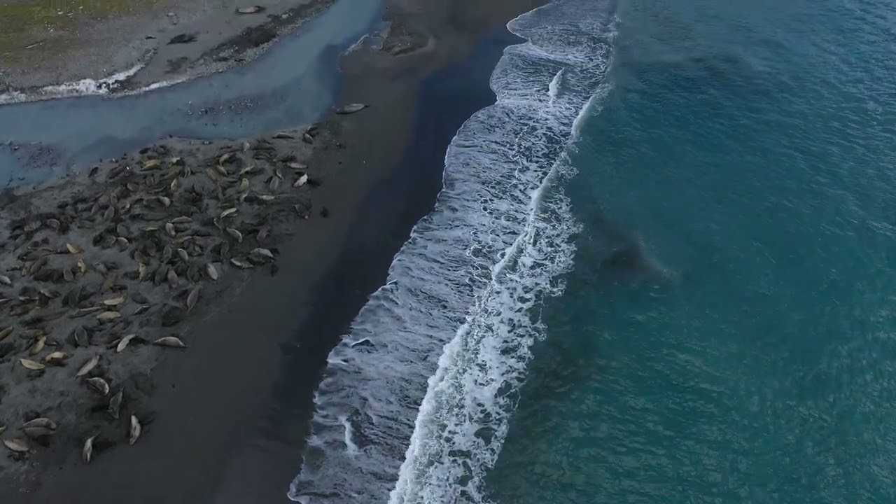 Des éléphants de mer décimés par la grippe aviaire, la promesse rompue d'un  pollueur plastique… Le Journal de l'Océan - Geo.fr