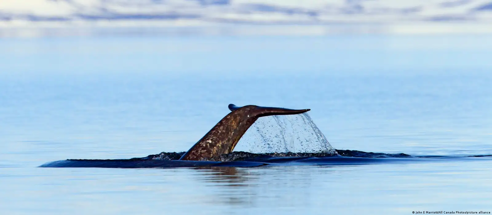 Marine unicorns' aren't loving Arctic noise