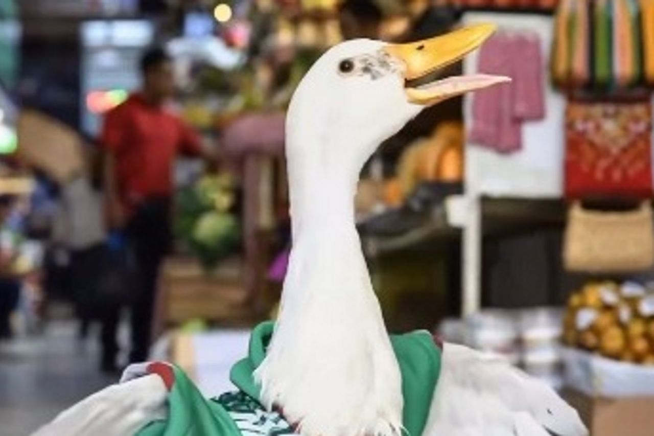 Merlin, le canard viral qui est devenu la nouvelle star de la Coupe du  Monde 2026