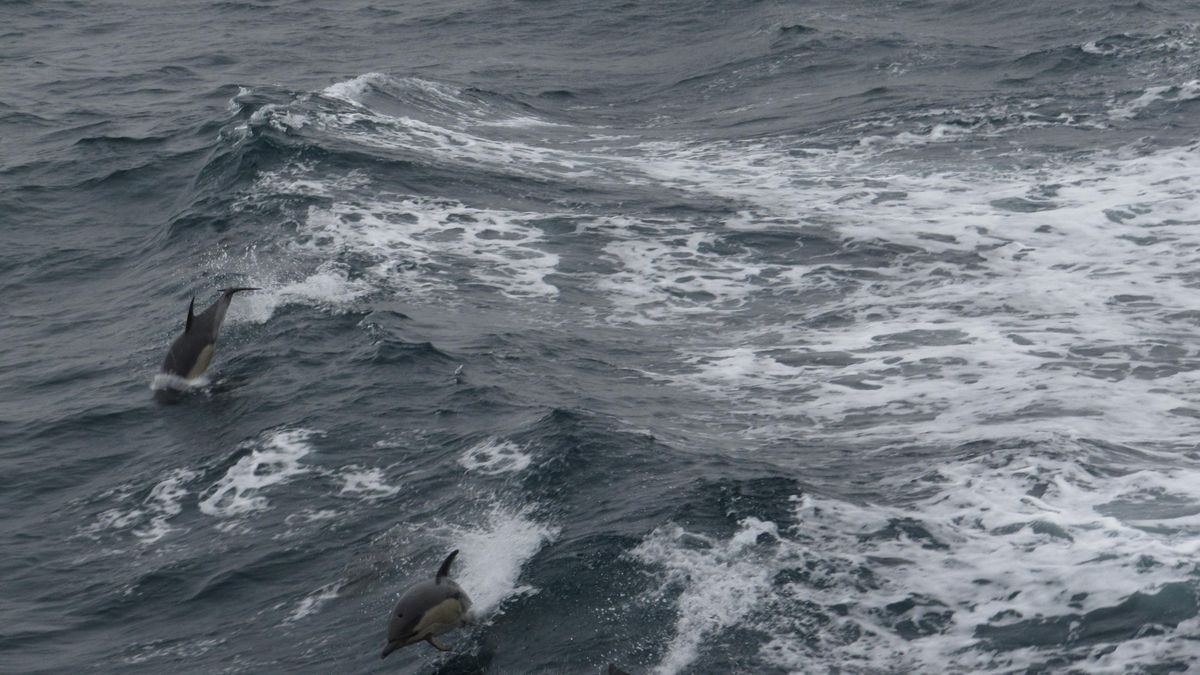 Le gouvernement reconduit la fermeture du golfe de Gascogne pendant une  partie de l'hiver prochain pour protéger les dauphins – franceinfo