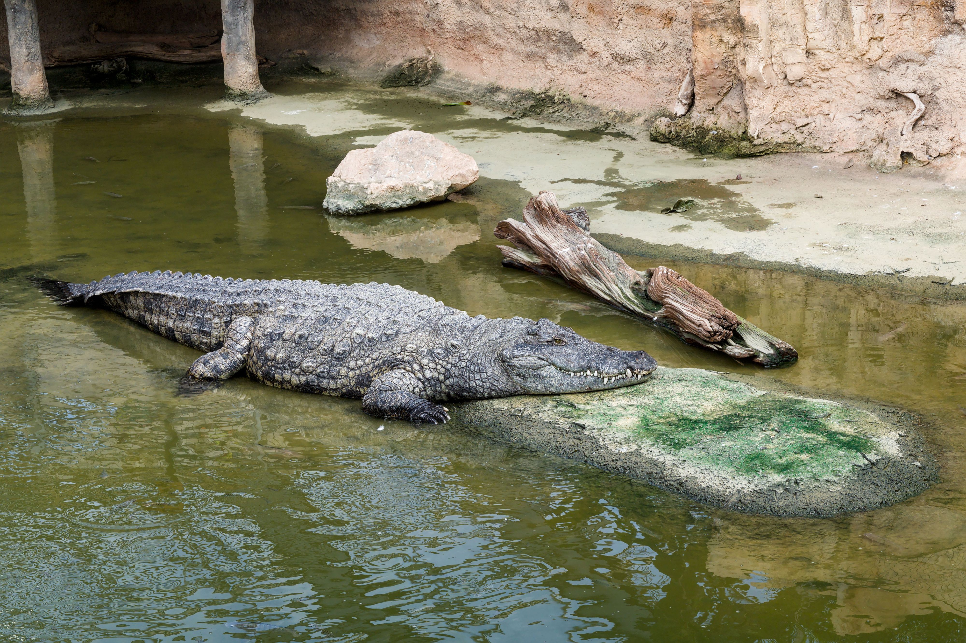 Royaume-Uni : un enfant de 3 ans blessé dans l'enclos des crocodiles - 20  minutes