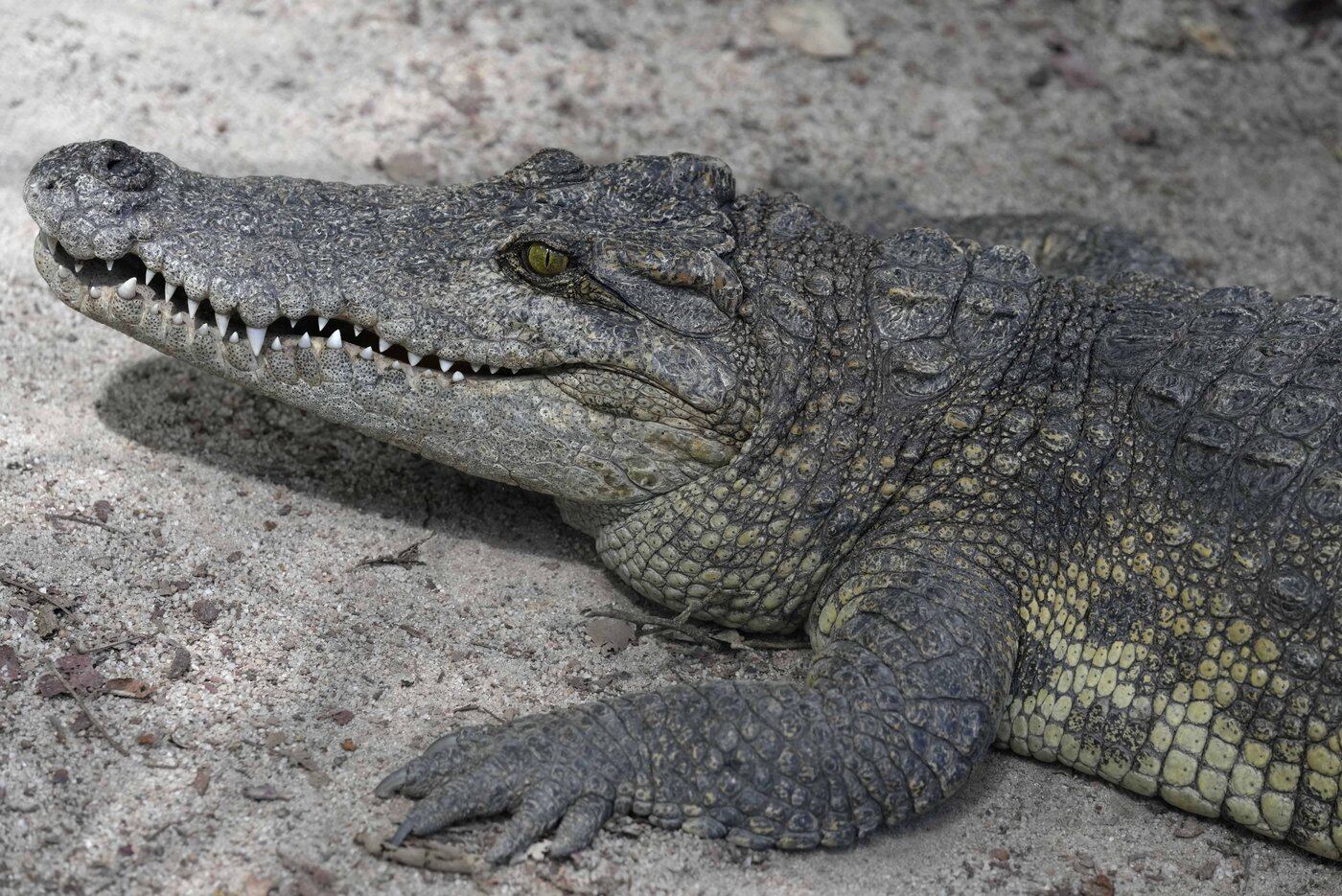 Enfant coincé avec les crocodiles: tentative de meurtre dans un zoo?