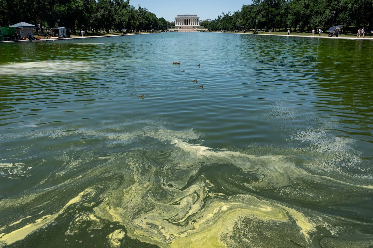 À Washington, des algues envahissent le bassin du Lincoln Memorial quelques  jours après sa rénovation – Entrevue