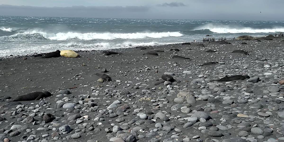 Grippe aviaire : 13 000 éléphants de mer retrouvés morts sur une île  australienne isolée