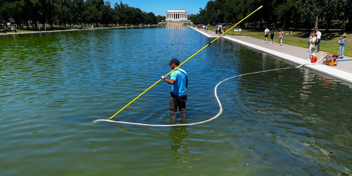 Trump: le bassin du Lincoln Memorial vire au vert