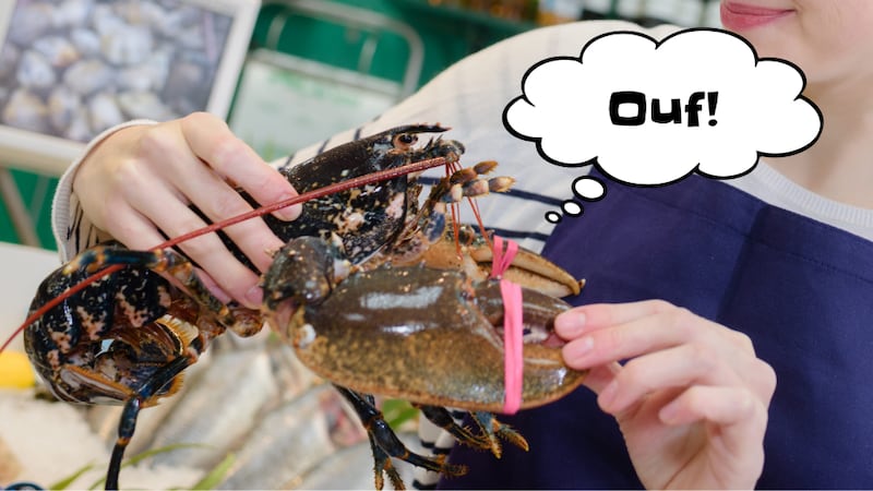 Faire bouillir les homards vivants sera interdit au Royaume-Uni
