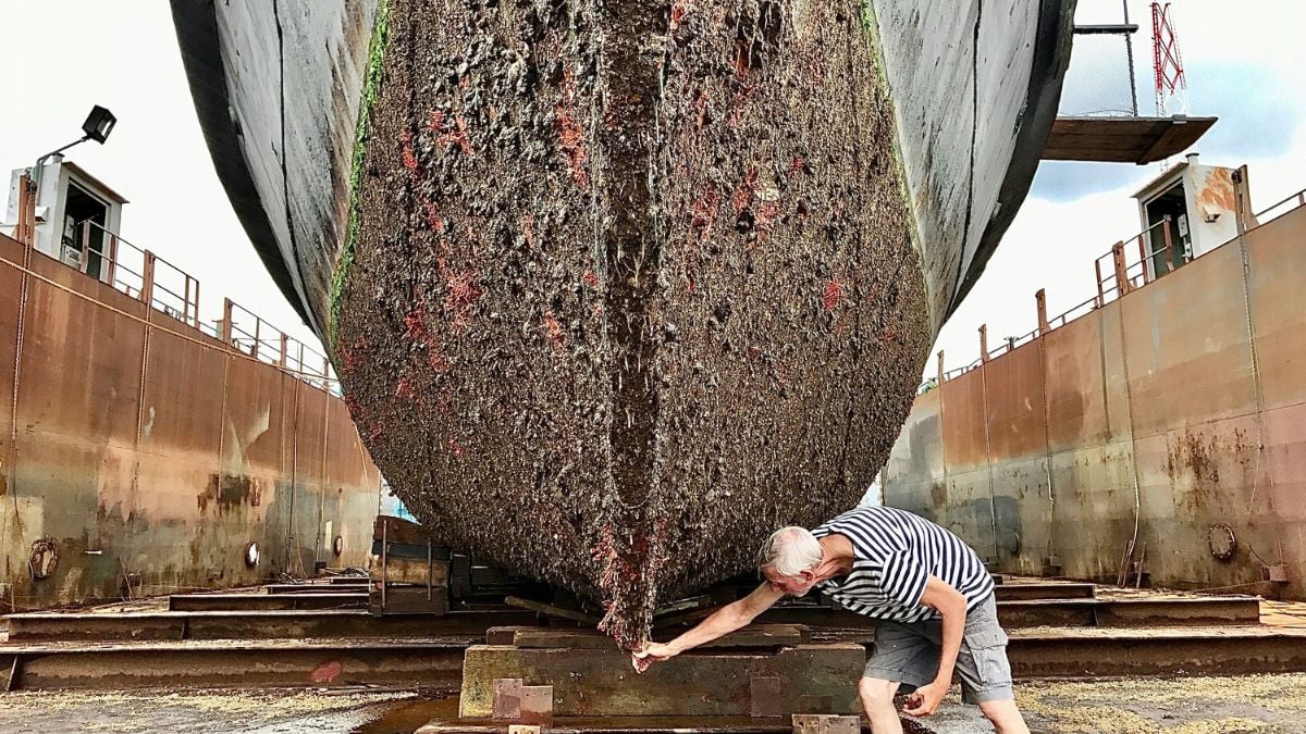 Les cargos bloqués dans le golfe Persique se font bouffer par les  coquillages et les algues, et c'est un problème | Slate.fr