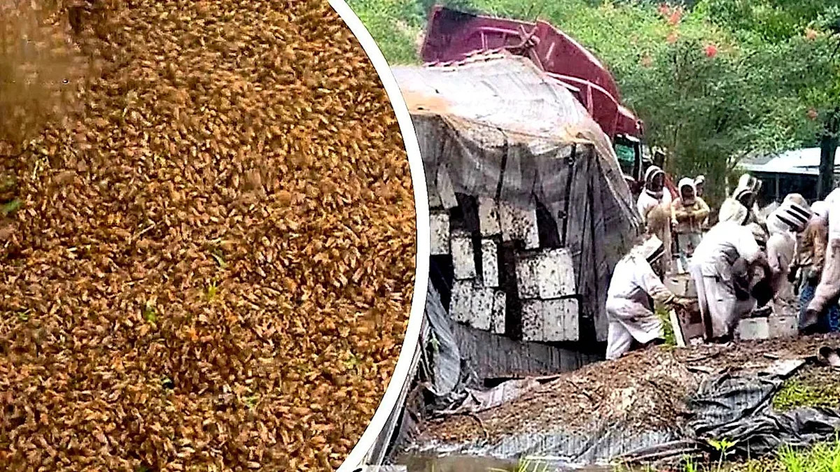 Des millions d'abeilles en liberté après un accident de camion au Texas -  Yahoo Actualités France