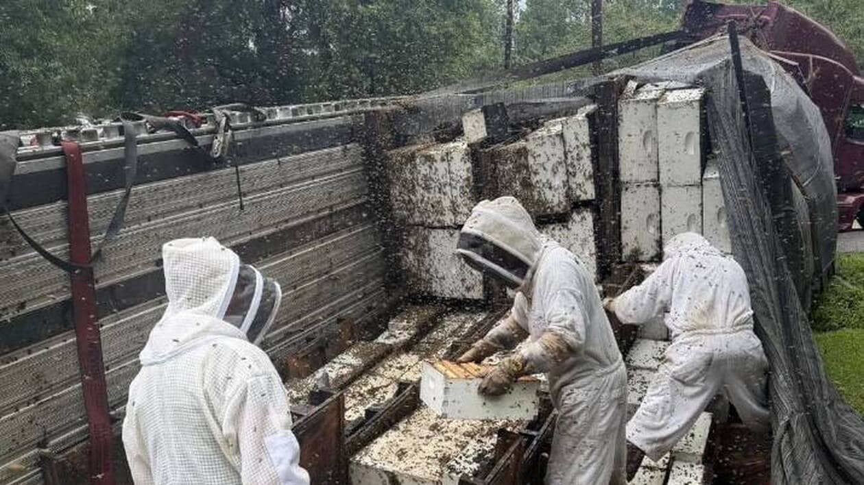 Un poids lourd chargé de ruches se renverse, des millions d'abeilles  libérées : une seule piqûre