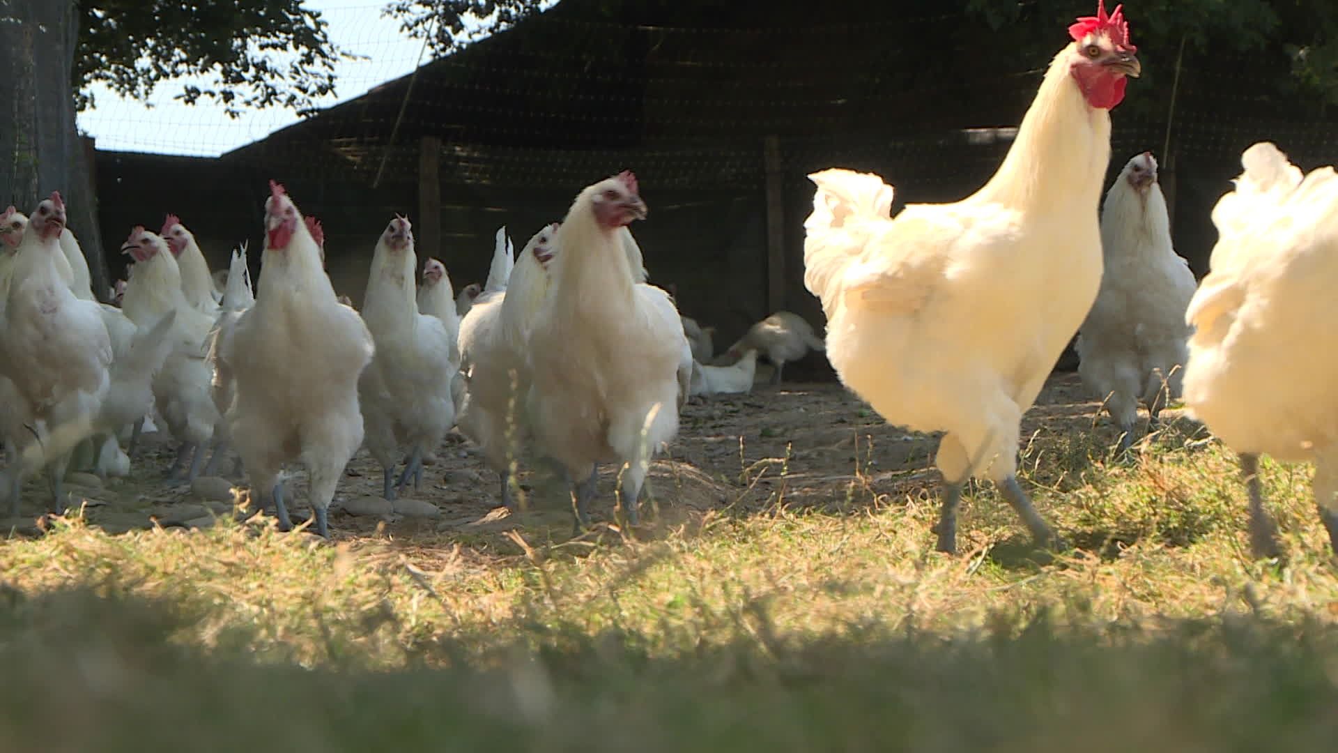 Une poule a une température interne de 41,5 °, ce qui est déjà beaucoup",  dans la Bresse, les éleveurs protègent leurs volailles des effets de la  canicule
