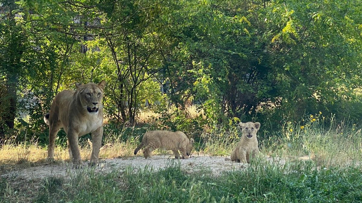 Une «naissance exceptionnelle» : au zoo de Paris, première sortie  triomphale pour les petites lionnes Inès et Inaya