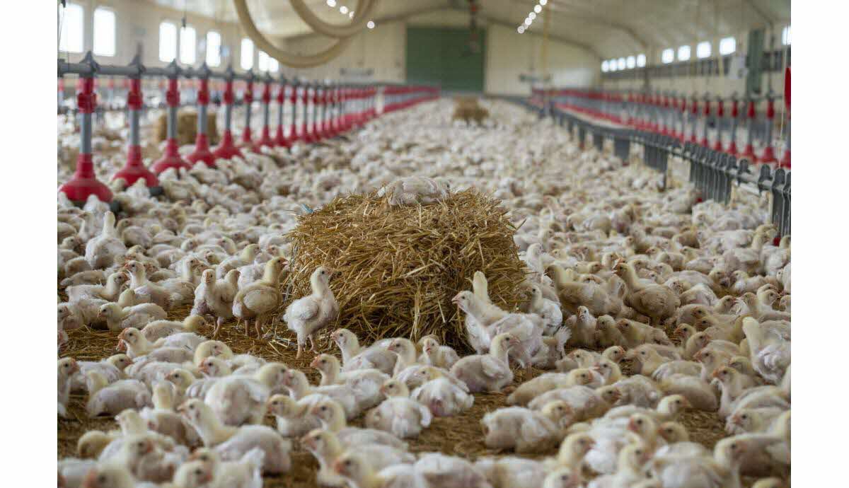 Agriculture. Canicule : dans l'ouest de la France, une « mortalité massive  » dans les élevages de poulet