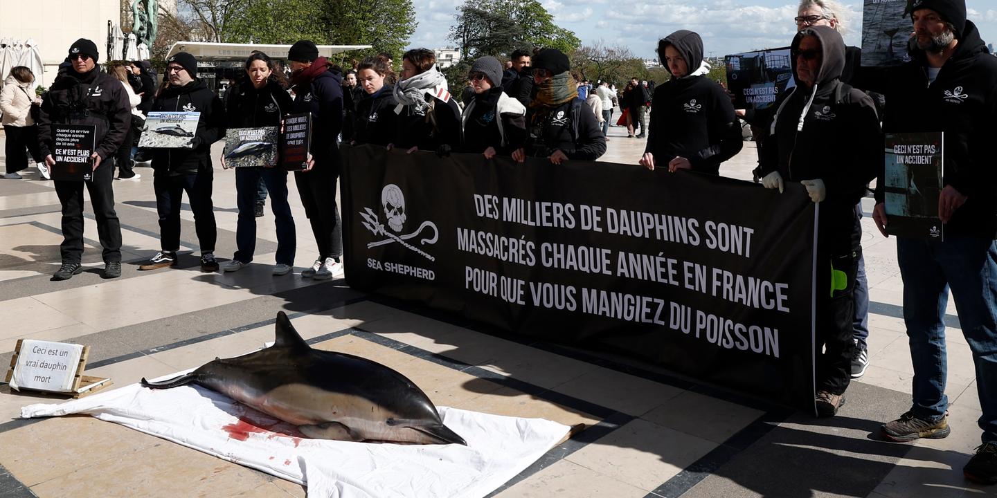 Golfe de Gascogne : la justice exige de l'Etat un « plan national d'actions  » pour protéger les cétacés