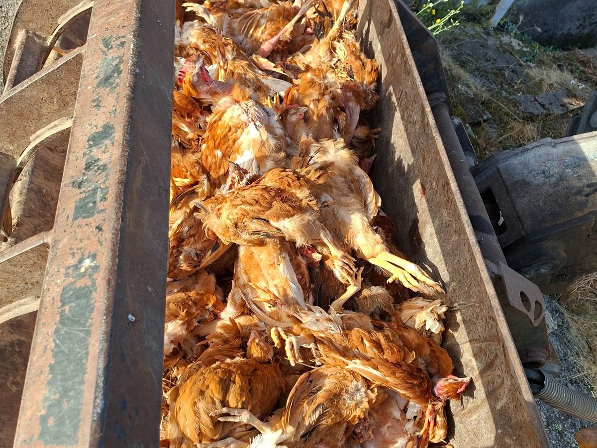 Trois jours que les poulets finissent à la benne" : un éleveur accuse sa  coopérative après des pertes liées à la canicule