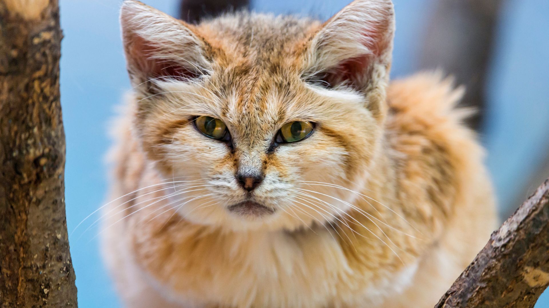 Grâce à une très vieille vidéo YouTube, un chat des sables a été découvert  là où il n'était pas censé être - Numerama