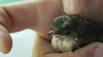 Ils sont toujours oubliés, les petits animaux sauvages..." : la LPO Alsace  appelle aux dons pour secourir les oiseaux en souffrance face à la canicule  – franceinfo