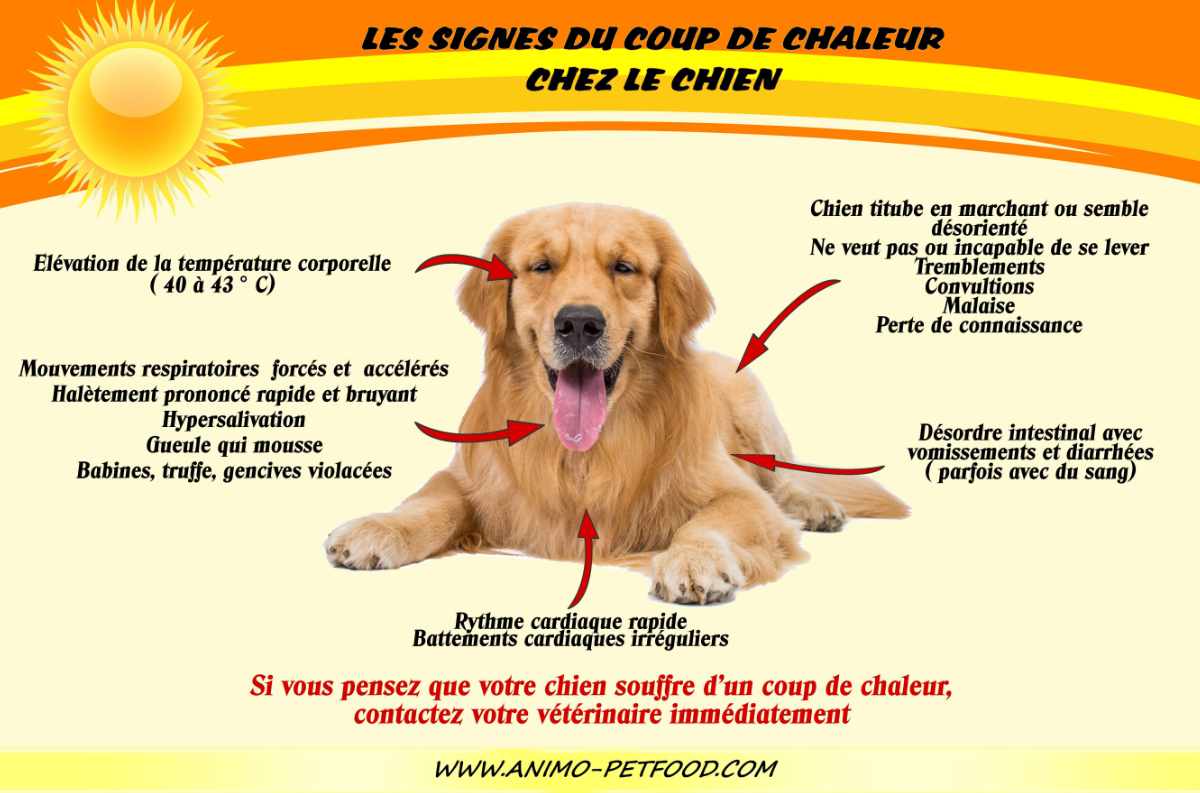 Attention au coup de chaleur chez le chien !